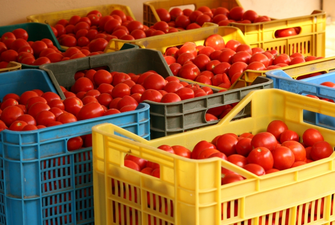 Más allá de los brokers: precios estables en Tomate Roma