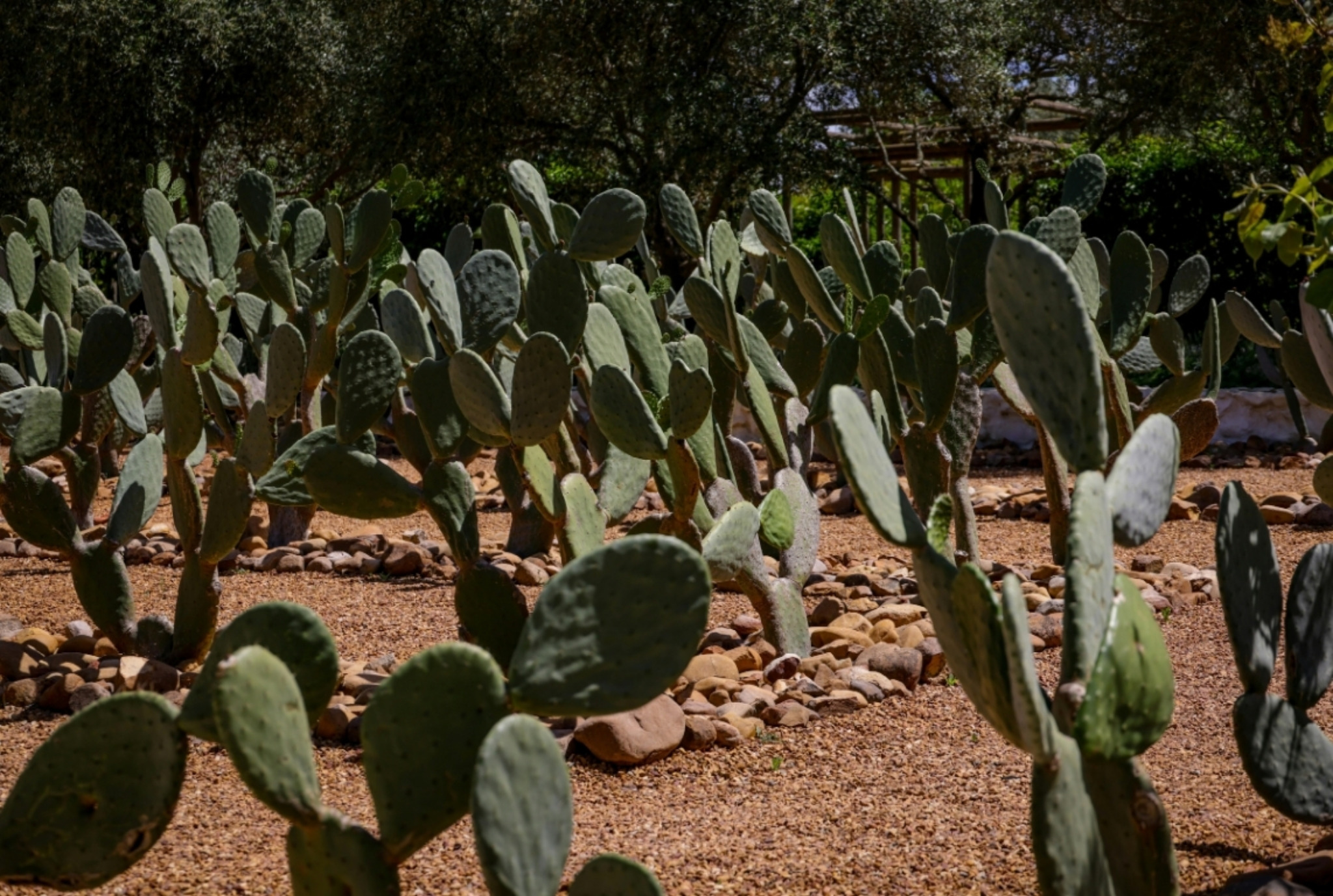 Nopal mexicano: estandarización para exportación