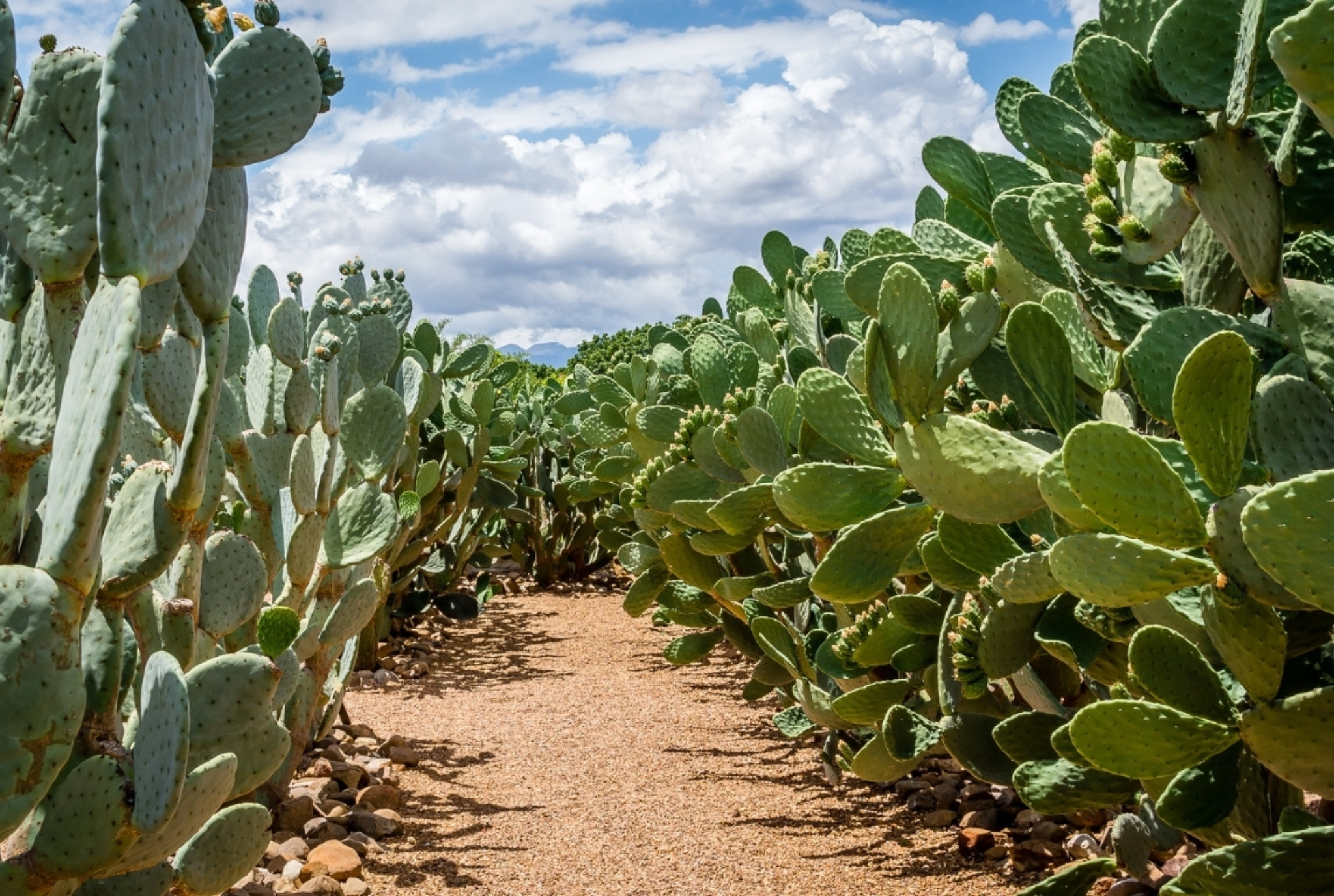 Estandarización desde el origen para lograr uniformidad
