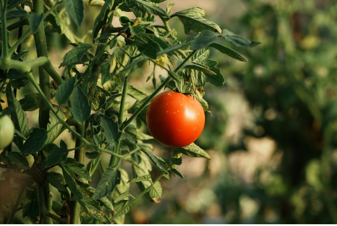 Producción planeada de tomate Roma